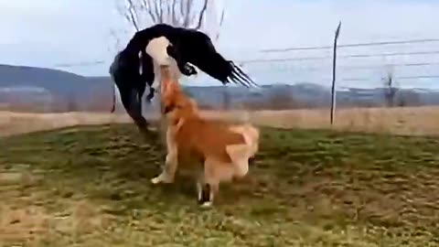 A mother can do anything for her children