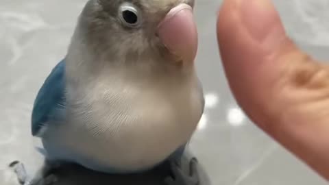 Funny pets