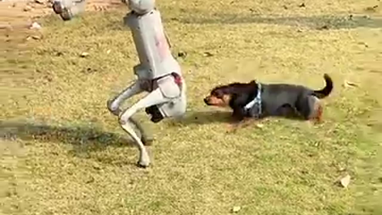 Animal Vs Robot funny video