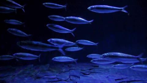 Blue fishes swimming in Aquarium