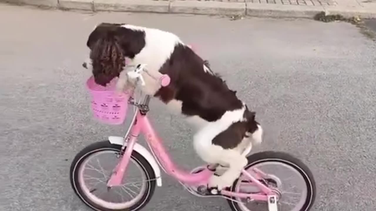 Clever dog, there is so e around.