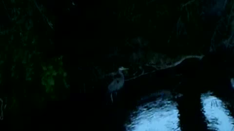 Great blue heron on the greenbelt!!!