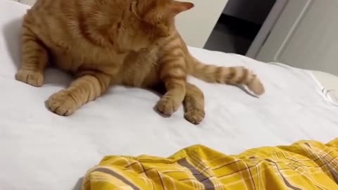 😂🐕 The Ultimate Tail Catch Fail! You Have To See This | FunFM