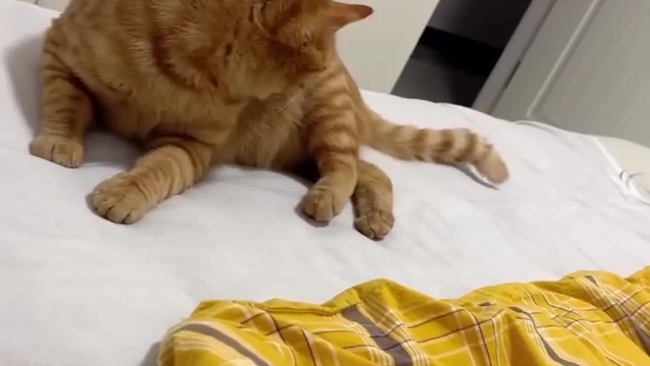 😂🐕 The Ultimate Tail Catch Fail! You Have To See This | FunFM