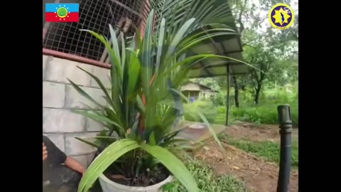 🎯💥 Myanmar War | Rebel Attack on Junta in Shwegutaung, Tanintharyi | RCF