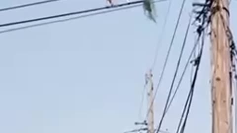 A goat in Brazil climbed onto a power line to eat grass.