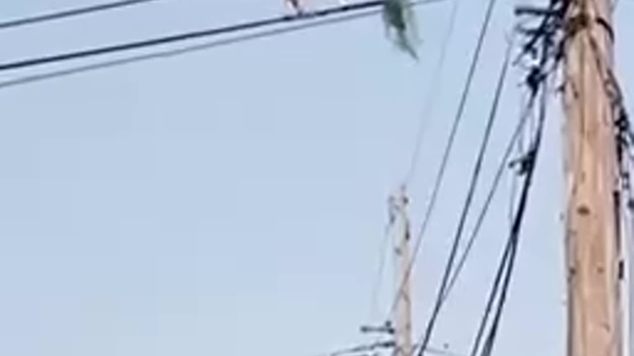 A goat in Brazil climbed onto a power line to eat grass.