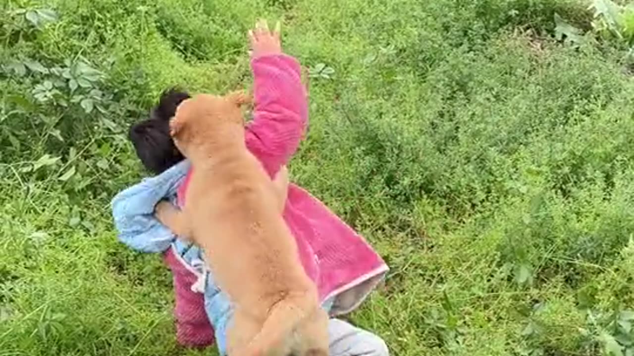 Two dogs attacked their little master crazily, and the little master finally fought back