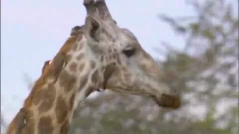 🦒 The Sad Decline of an Old Bull Giraffe | Nature's Harsh Reality 😢🐾