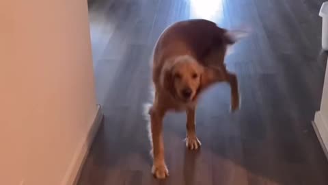 Dog Spins With Joy At Dad Being Home