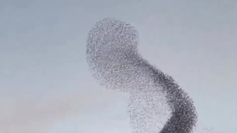 Gavin of Censored.TV. final video #10. birds flying is another divine calling card of God.