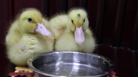 Appreciate the posture of ducklings drinking water