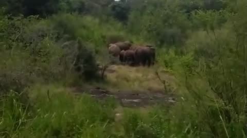 "Elephants on the Road! – Real Life Jungle Moment! 🐘😲"