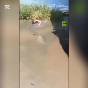 Video: Turista confunde a cocodrilo con estatua y casi acaba con su vida