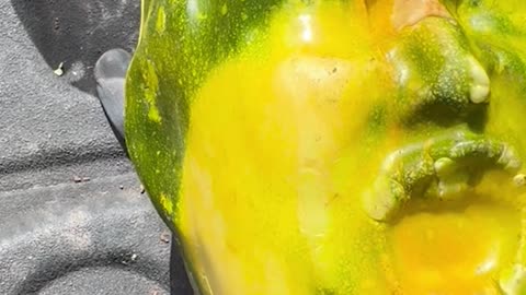 Trumpkin Pumpkin