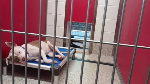 Phoenix 2y A866971 Nia 3y A872559 kennel 80 pod 3 PACC shelter_20250611_683