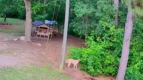 Rooster Bullies Livestock Guardian Dog