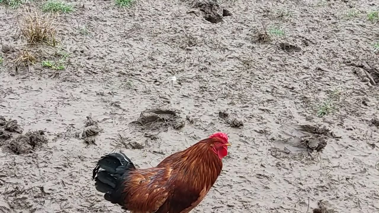 Morning Majesty: A Rooster's Proud Call"