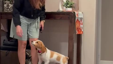 My Puppy Took Over my Walking Pad