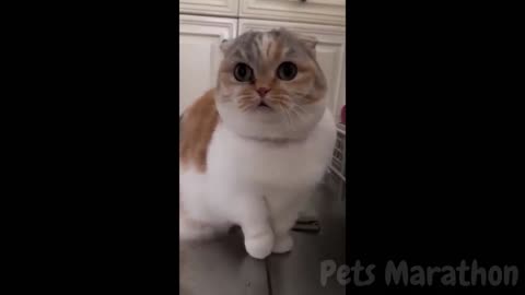 Funny Cats & Dogs Video Compilation