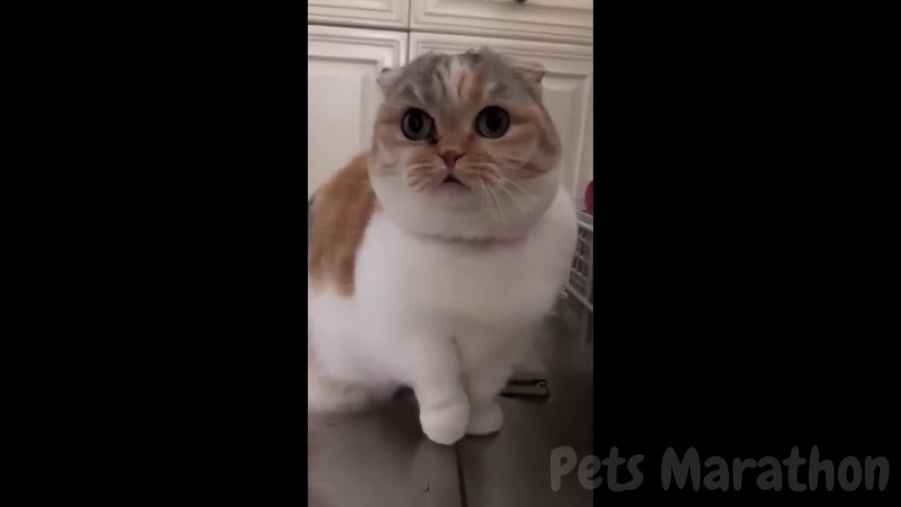 Funny Cats & Dogs Video Compilation