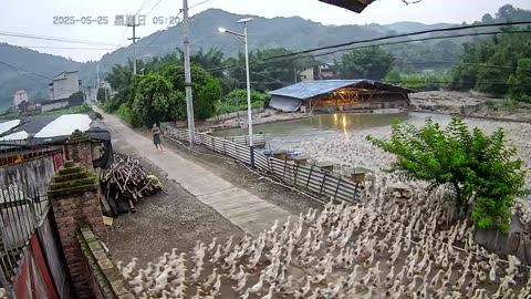 6,000 ducks surge toward pond in synchronized release