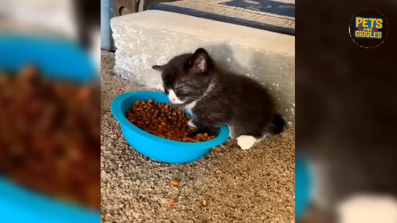 🎉 HILARIOUS Pets of the Year! 🤣🐾 | Ultimate LOL Compilation 🐶🐱