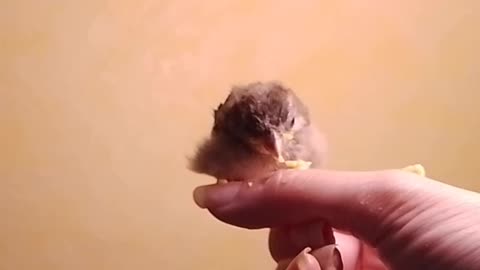 7th day, hand feeding...