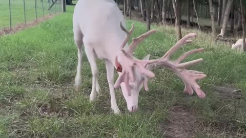 Animais albinos que você nunca viu
