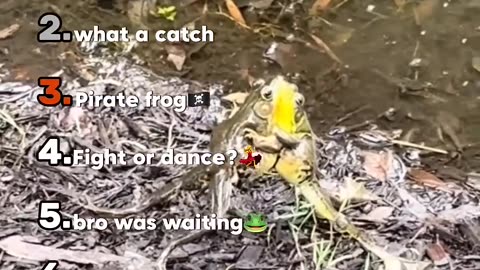 Ranking Best Frogs🐸