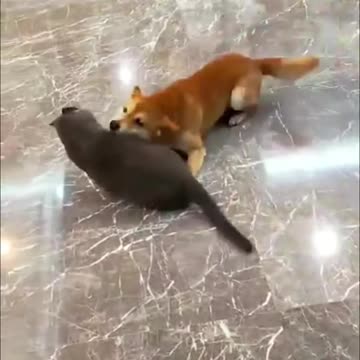 Best Funniest Animal Videos 2025