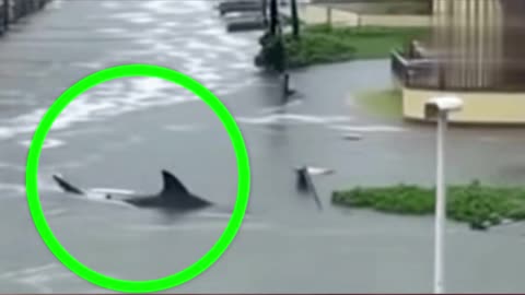 Hurricane Melissa AI videos widely circulating online