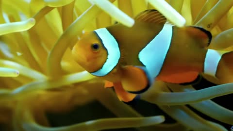 Relaxing 4K Underwater World – 3 Hours of Coral Reefs