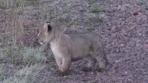 Cute Lion Cub