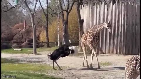 Funniest Animal Videos Ever (Part 1)