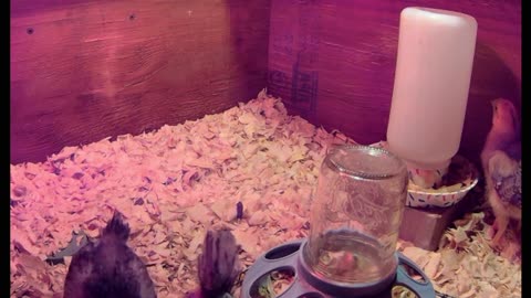 Chicks!