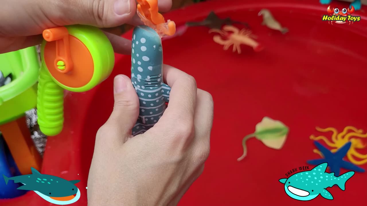 Sailfish Swim very Fast to Catch Small Fish Prey