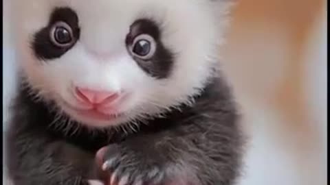 Oh wow 😮, check out the tiniest panda you’ve ever seen!