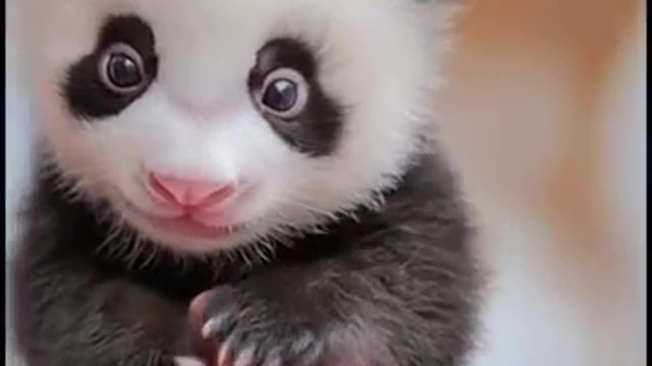 Oh wow 😮, check out the tiniest panda you’ve ever seen!
