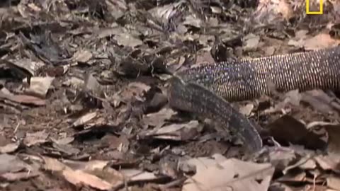 Cobra vs Lizard