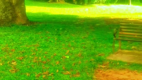 Sit Back and Breathe | Calm Nature Escape in the Green