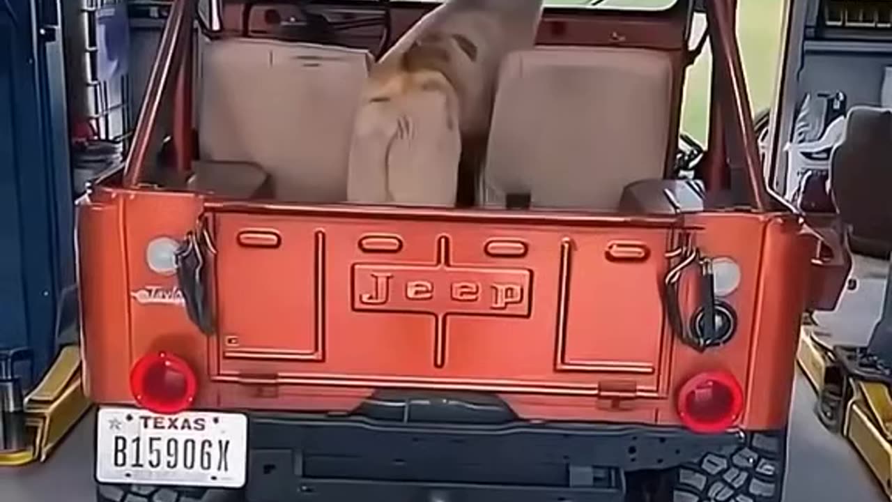 funny dogs