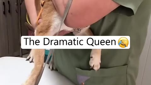 Dog in vet😢😢 #foryou #fyp #fypシ #funny #funnyvideo #dog #dogs #doglover #funnydog