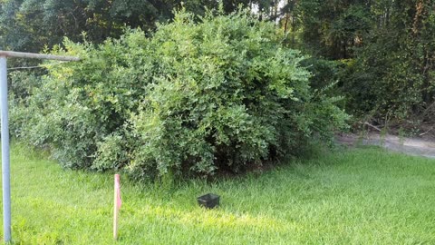 Picking blueberries