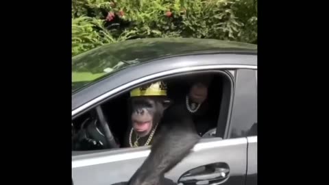 Normal day for a monkey