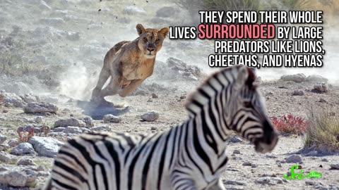 Why Don't Humans Ride Zebras?