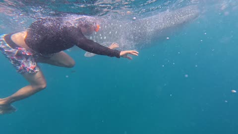 Swimming With Whale Sharks Outside Oslob