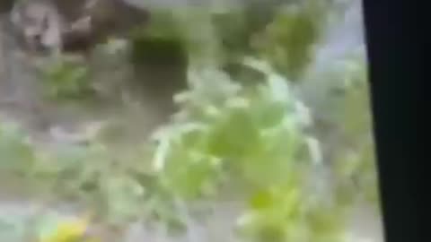 Dogo argentino mauls puma