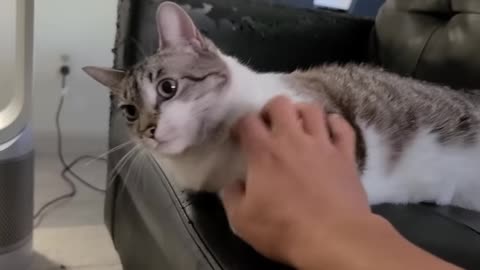 STOP IT HUMAN