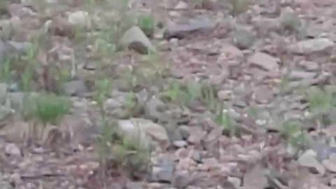 Baby Owls on our morning walk